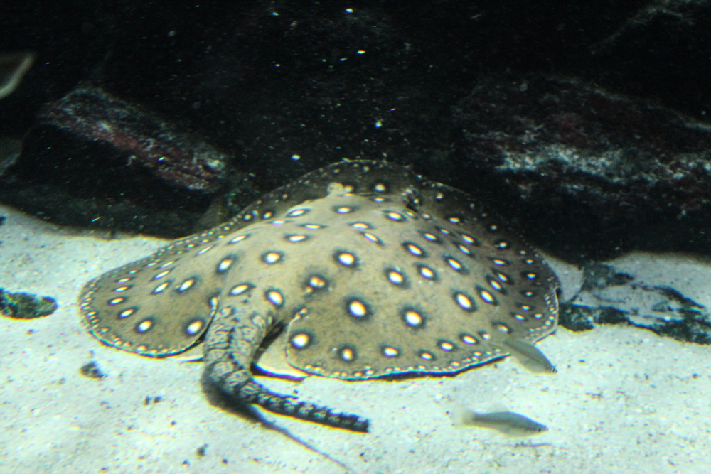 Скат моторо - описание рыбы, особенности, виды, образ жизни