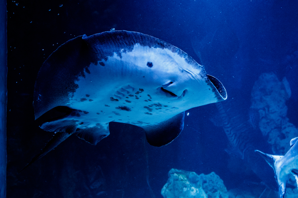 Скат моторо - описание рыбы, особенности, виды, образ жизни