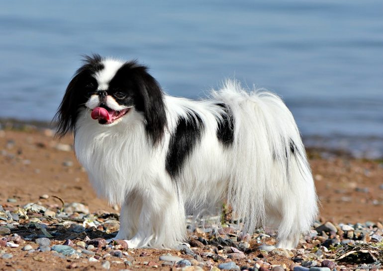 Собака Маленькая порода собак японский хин