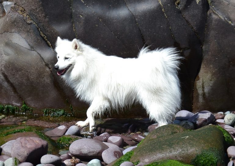 Собака Японский совет