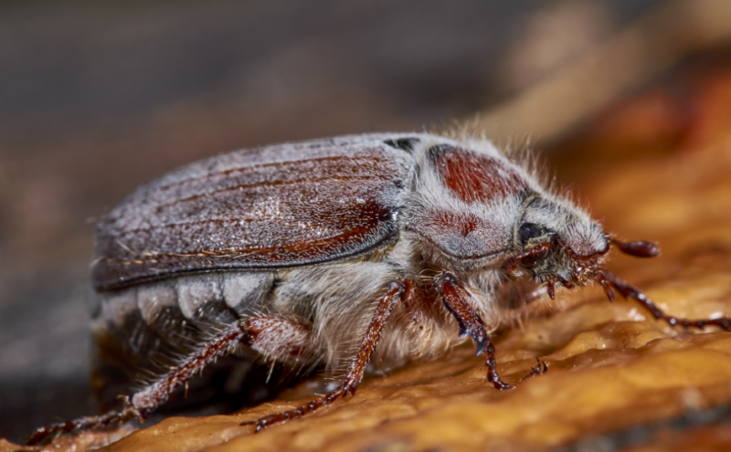 Майский жук: чем питается, сколько живет, хрущ, сколько ног, западный, восточный, внешнее строение, личинка, развитие, среда обитания