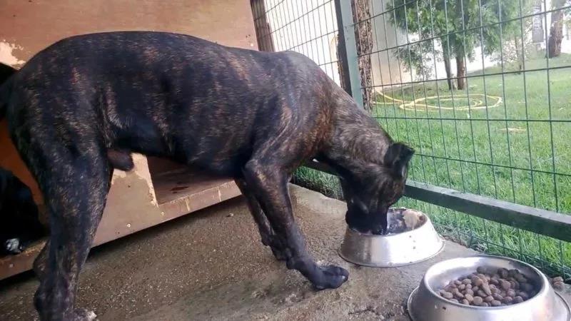 Пожилые собаки предпочитают кормить сухим кормом