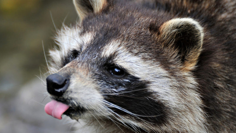 Сколько лет живут еноты в домашних условиях