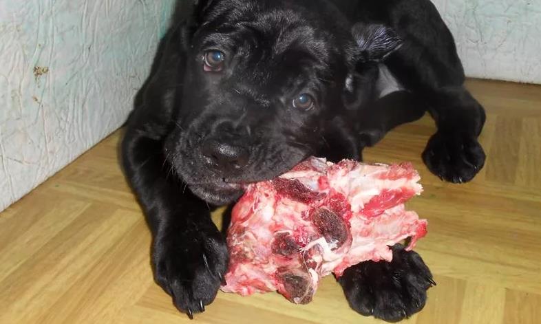 Щенкам часто дают мясные продукты без термической обработки