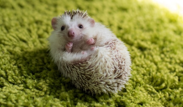 Фото: Домашний ёж