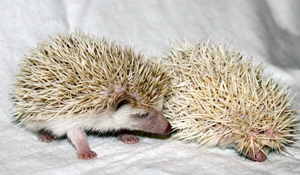 Фото: Африканский ёж в домашних условиях