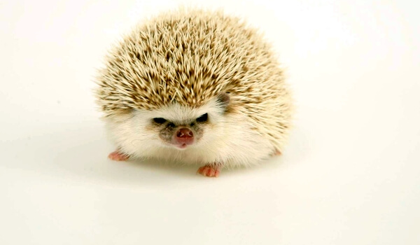 Фото: Африканский карликовый ёж