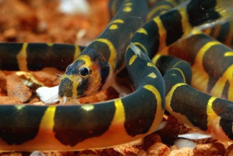 акантофтальмус кюля содержание