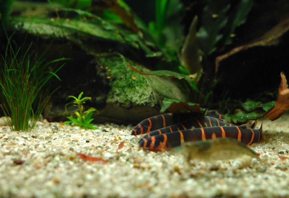 акантофтальмус кюля содержание