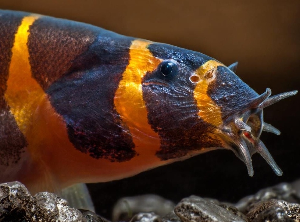 акантофтальмус содержание и уход