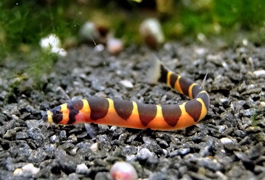 акантофтальмус кюля содержание