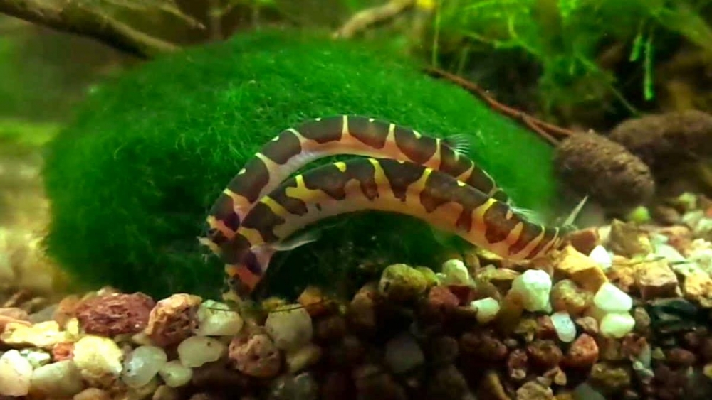 акантофтальмус фото