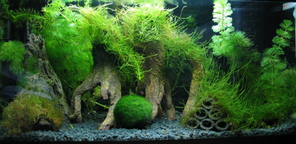 акантофтальмус кюля содержание