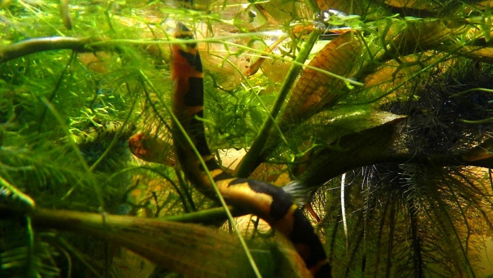 акантофтальмус содержание и уход