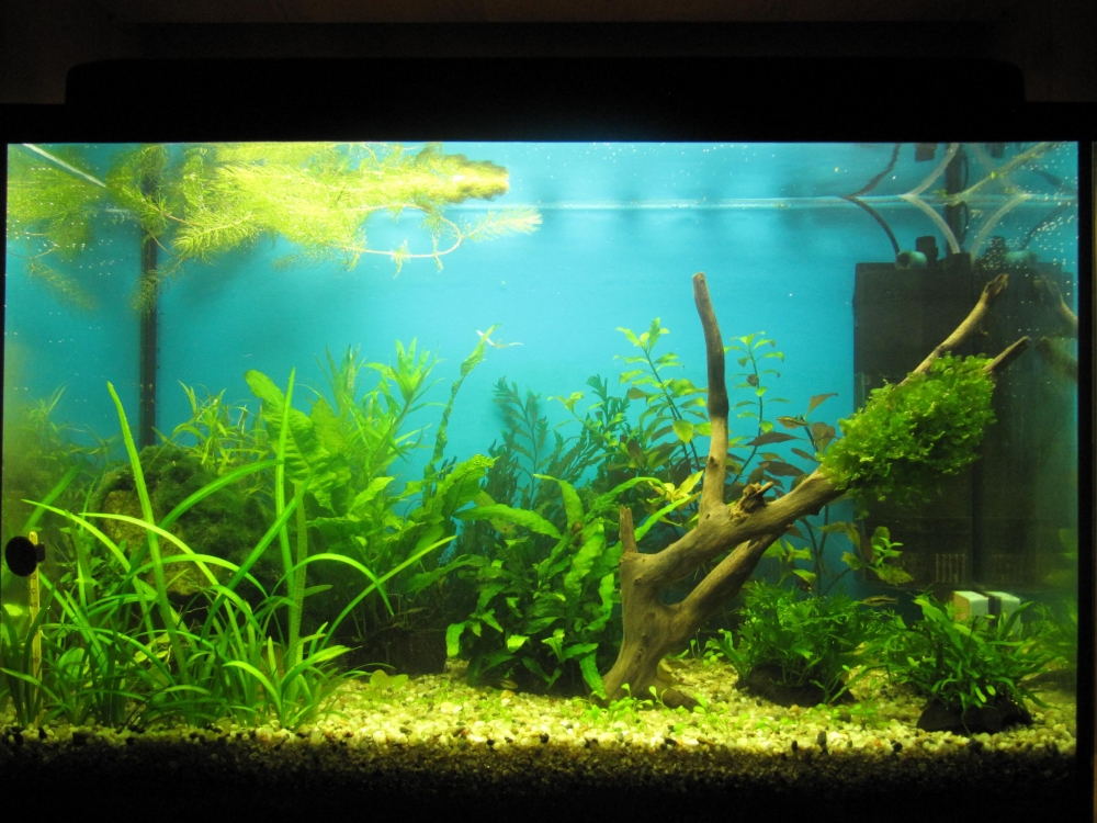 акантофтальмус фото