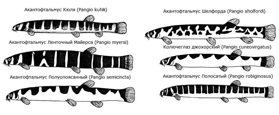 акантофтальмус содержание и уход