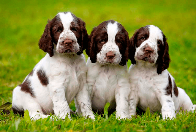 английский спрингер