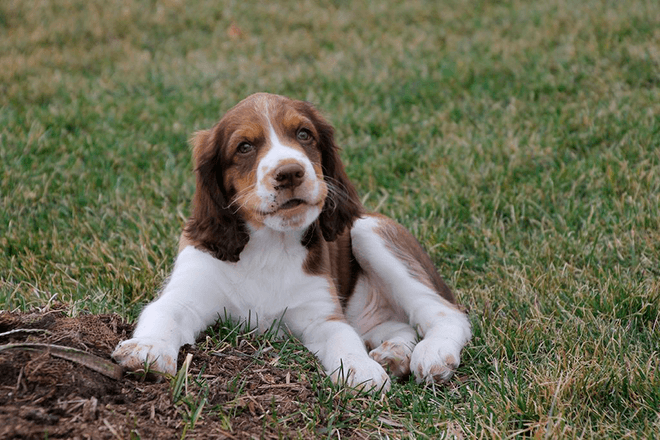 Английский спрингер-спаниель