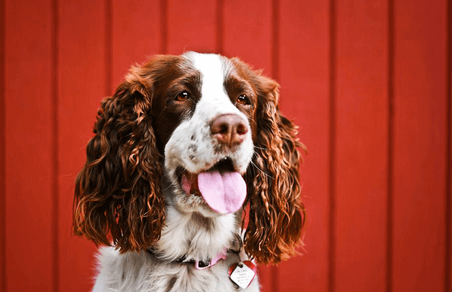 английский спрингер