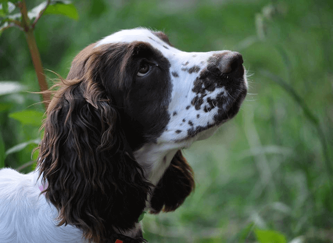 английский спрингер