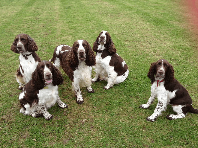 английский спрингер