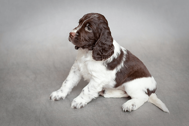 Английский спрингер-спаниель