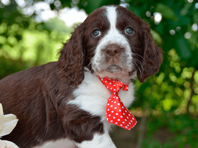 Английский спрингер-спаниель