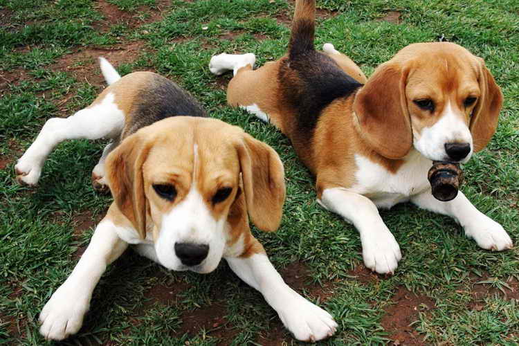 английский фоксхаунд