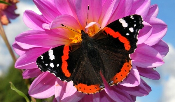 Фото: Бабочка Адмирал Россия