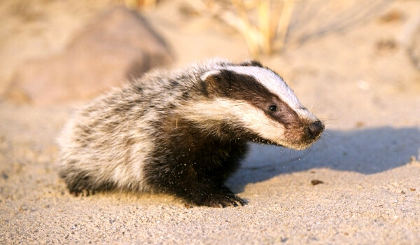 Фото: Детеныш барсука