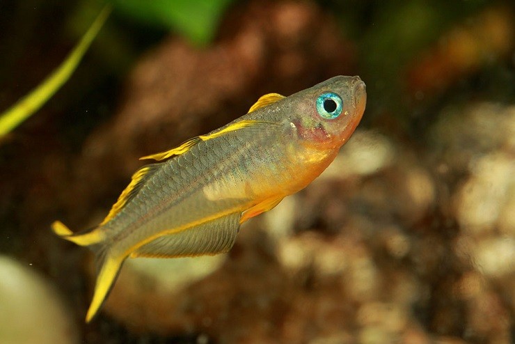 Болезни попондетта