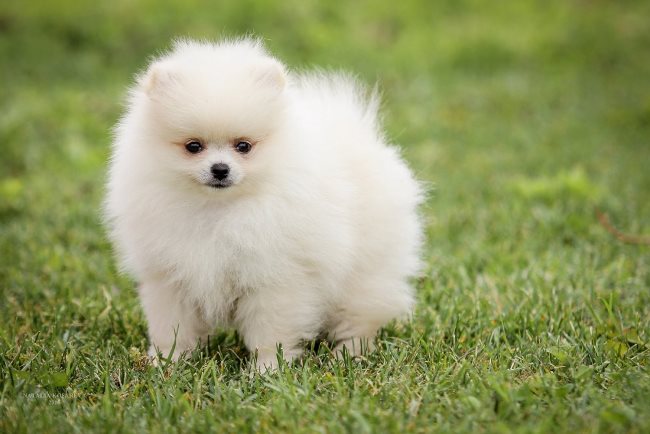 Детский доллар