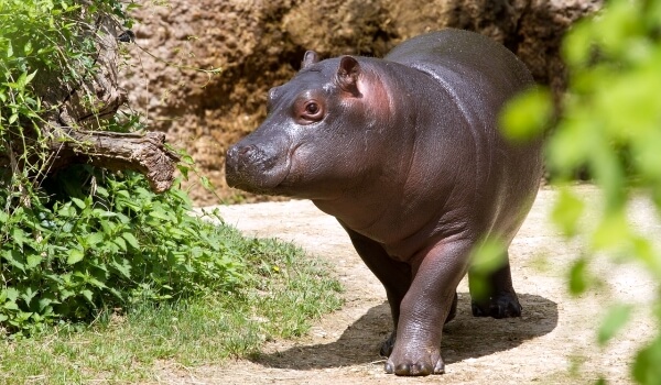 Фото: Бегемот в Африке