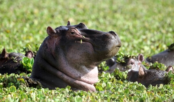 Фото: животное бегемот