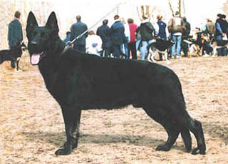 Schæferhund på utstillingen