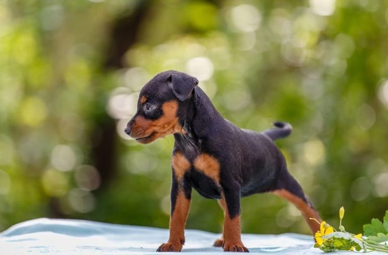 Дополнительные возможности Как выбрать щенка?