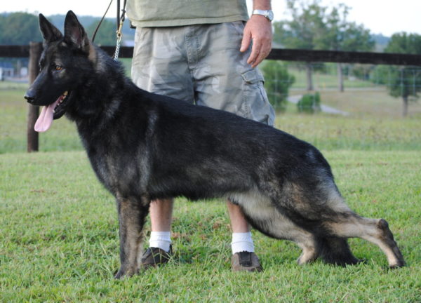 Utseende til en tysk Shepherd av den slovakiske avlslinjen
