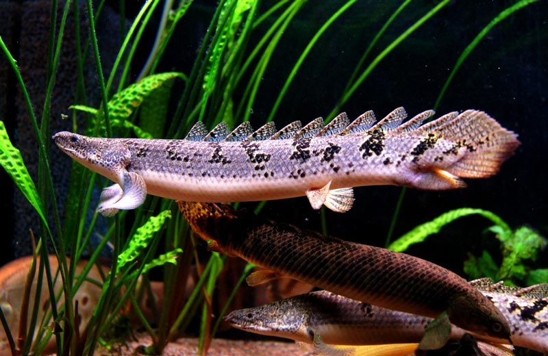 Красивый плавник у полиптеруса Полиптерусы Дельгези