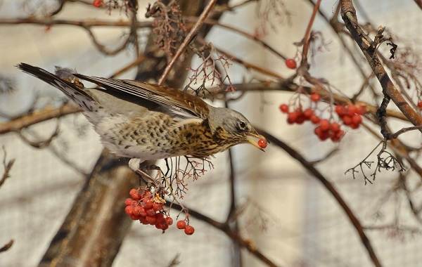 Описание-особенности-образа жизни-и среды обитания-рябинника-1
