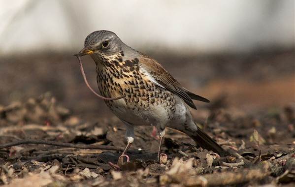 Описание-особенности-образа жизни-и среды обитания-рябинника-птицы-дрозда-рябинника-14
