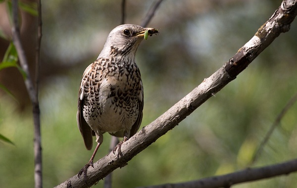 Описание-особенности-образа жизни и среды обитания-рябинника-дрозда-рябинника-21