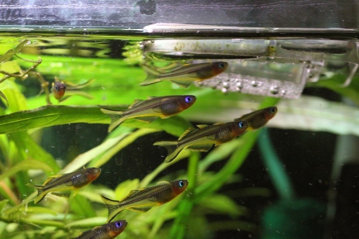 Уход за мальками попондетты