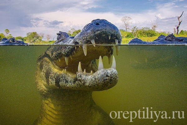 Крокодил в воде