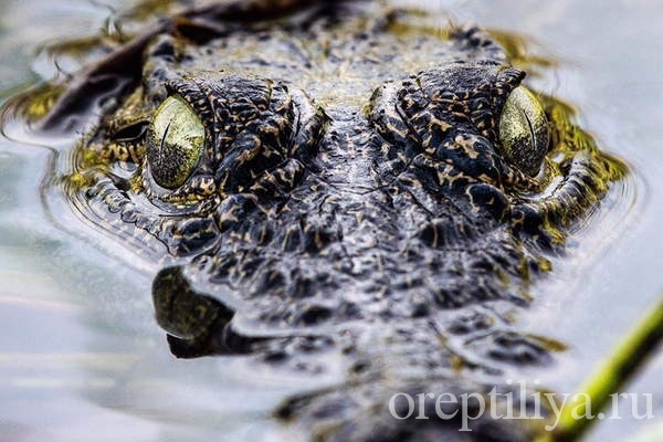 Крокодил прячется в воде