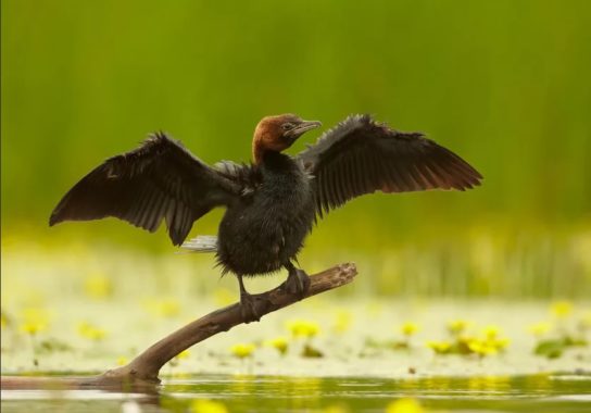 Какая птица ныряет глубже