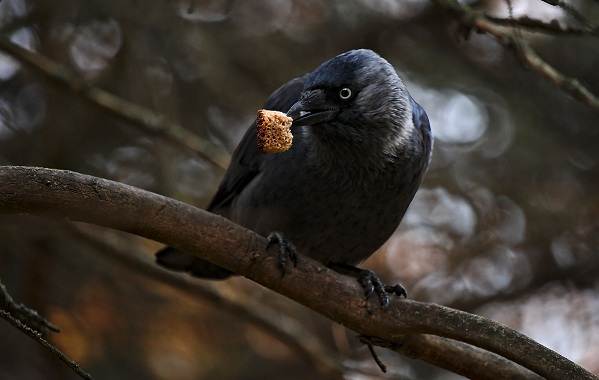 Галка-птица-Описание-особенности-вид-образ жизни-и-среда обитания-галка-10