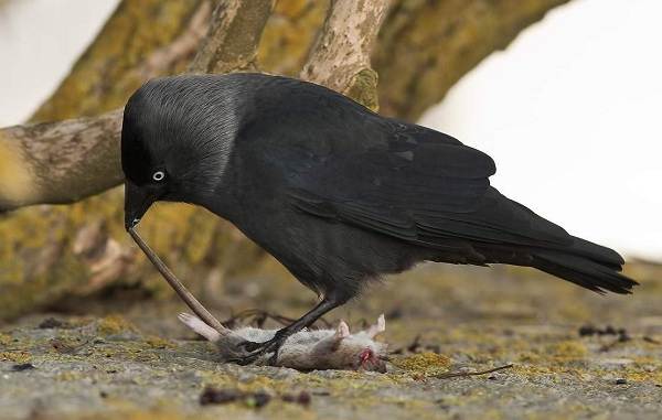 Галка-птица-Описание-особенности-вид-образ жизни-и-среда обитания-галки-12