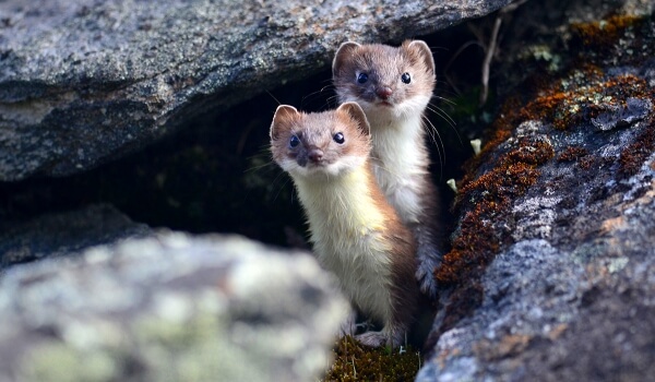 Фото: Детеныш горностая