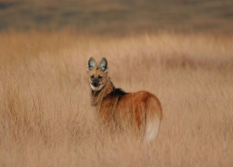 Гривистый волк – фото, описание, ареал, рацион, враги, популяция
