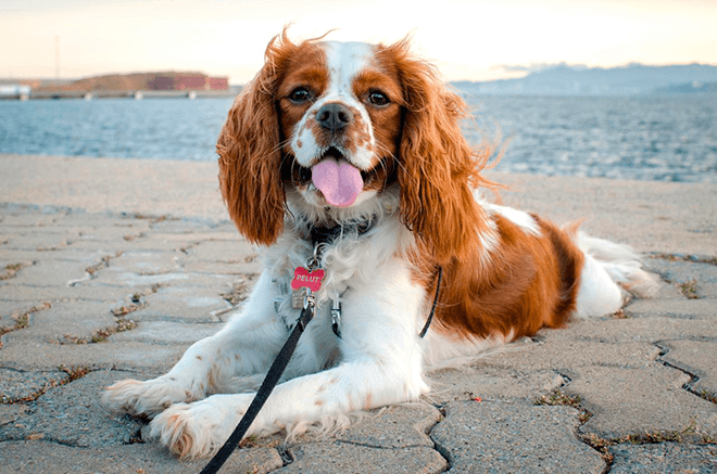 Кавалер-кинг-чарльз-спаниель